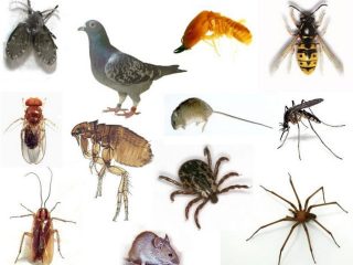 derattizzazioni_orig